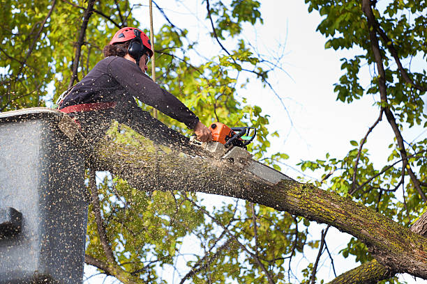 How Our Tree Care Process Works  in  Wilmington Island, GA